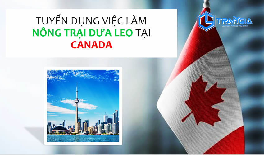 Read more about the article TUYỂN DỤNG VIỆC LÀM NÔNG TRẠI DƯA LEO TẠICANADA