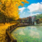Saigontourist - Ngắm mùa thu tuyệt đẹp trên đảo Nami, Hàn Quốc