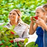 5 địa điểm hái trái cây tại farm hấp dẫn nhất ở Melbourne, bạn đã thử chưa?