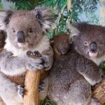 A group of koala bears in a tree Description automatically generated