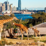 Vườn thú Sydney (Sydney Zoo) - Nơi tập trung các loài động vật hiếm có từ khắp nơi trên thế giới