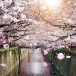 10 Best Cherry Blossom Spots in Japan - Where to View Japan's Cherry Blossoms – Go Guides