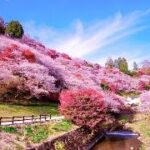 小原四季桜まつり】2025年の四季桜開花状況は?小原観光モデルコースも紹介 | tabemaro(たべまろ)