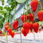 横浜市旭区のいちご狩りランキングTOP2 - じゃらんnet