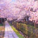 哲学の道 桜