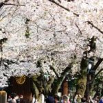 靖國神社にある東京の桜の標本木！開花を告げる桜と満開の境内を速報で紹介｜株式会社オマツリジャパン