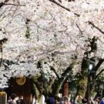 靖國神社にある東京の桜の標本木!開花を告げる桜と満開の境内を速報で紹介|株式会社オマツリジャパン